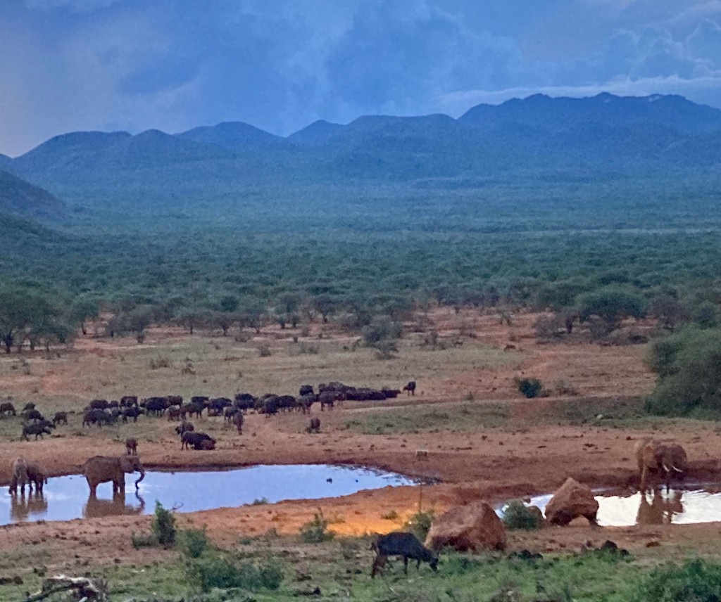 Taita Hills, elephants, buffalo at sunse